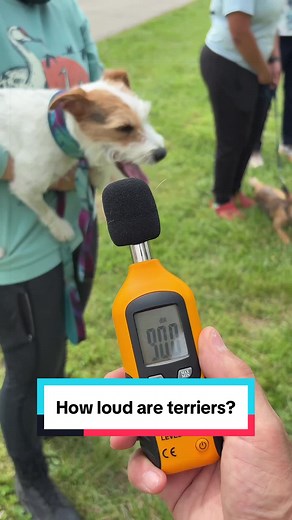 Jack Russell Terrier Bark: How Loud Are Terriers?