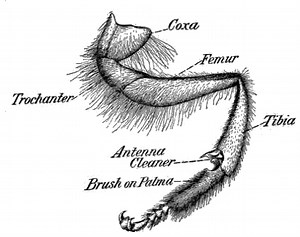 How Do Bees Clean Themselves, Each Other And The Nest or Hive?