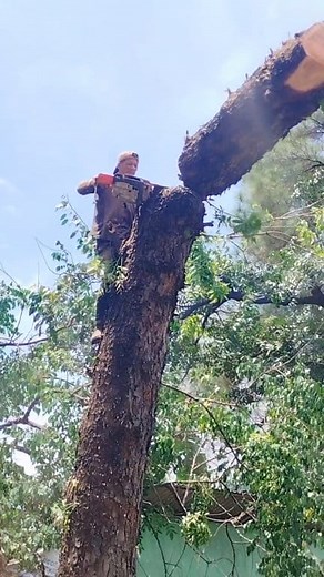 7.7K views · 69 reactions | Amazing Fastest Skill huge Tree Pelling With Chainsaw,‼️ #ViralVideo #digitalcreatr #GlobalTrend #tukangtebang #woodwrking #cuttingtree #opratorchainsow #cuttingdown #hot #fyp #wiran | Wiran | Facebook
