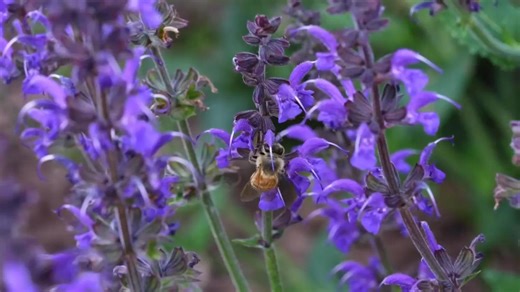 Researchers work to understand how heat affects wild bees