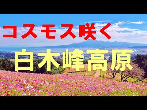 コスモス咲く白木峰高原 ♪ El Condor Pasa