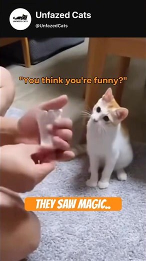 Cats vs Magic 😹🪄 | Unbelievable Reactions 😱 | Cat Core