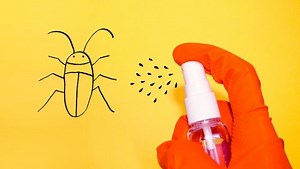 Natural Roach Remedies (Affordable and Effective) - The Dollar Stretcher