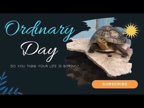 Daily Life of Otis The Box Turtle (Coura amboinensis)
