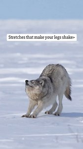 Wildlife yoga: because chasing caribou and moose on tight hamstrings is a no go. Video by @arctic_wild . . . #ChurchillWild #ChurchillWildSafaris #Wolf #WildWolves #Wildlife #Nature #Stretching #Canada #WildlifePhotography | Churchill Wild Polar Bear Tours