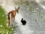Real life Bambi and Thumper frolic in the woods in amazing footage