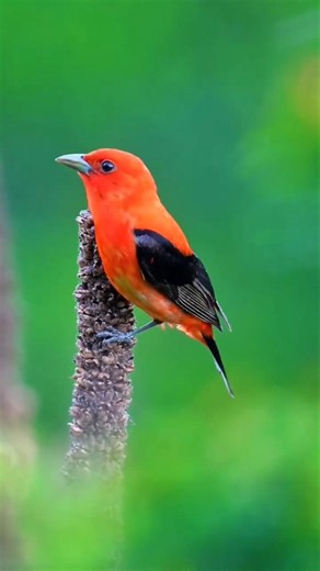 Beautiful Early Morning Birds Chirping Like Nature's Alarm Clock! 🐦 #birdlovers #birdsong