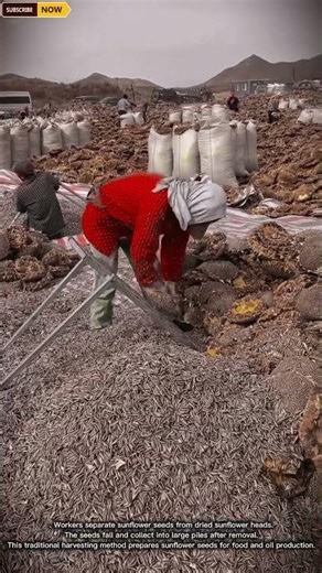 Traditional Sunflower Seed Harvesting Process Removing Seeds from Sunflower Heads
