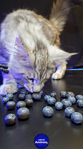 Jerry the Cat dislikes Blueberries ASMR #cat #mainecoon #asmr