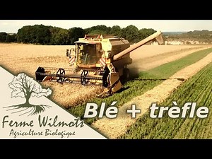 Moisson du blé + trèfle culture associée bio