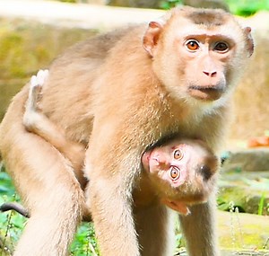 12K views · 1K reactions | OMG, Unbelievable, Monkey Rojo Became A Baby Sitter, With BB LEO He Hug, Squeezed, Carry, Bite and Playing With Like A Toy, My Goodness, Pity Baby LEO,. | Story History | Facebook