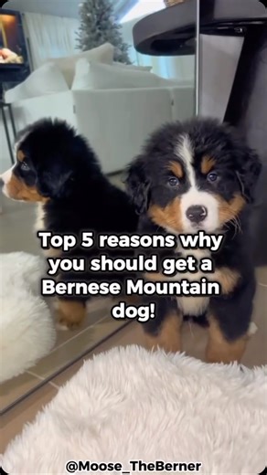 Bernese Mountain Dog on Instagram: "Top 5 Reasons Why You Should Get A Bernese Mountain Dog! - 📸 Source: @ animallyfe01 on TikTok"