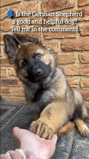German shepherd Lover🥹 | #dog #germanshepherd #shortsfeed