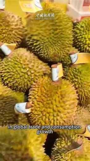 On the first day of the island-wide special customs operations at the Hainan Free Trade Port (FTP), the first 1.5 tons of premium durians from Malaysia cleared customs in under two hours. -------------------------------------------------- For more content in Chinese, click and follow our Chinese page https://www.facebook.com/chinaembmyCN For more content in Bahasa Malaysia, click and follow our BM page https://www.facebook.com/chinaembmyBM | China Embassy in Malaysia