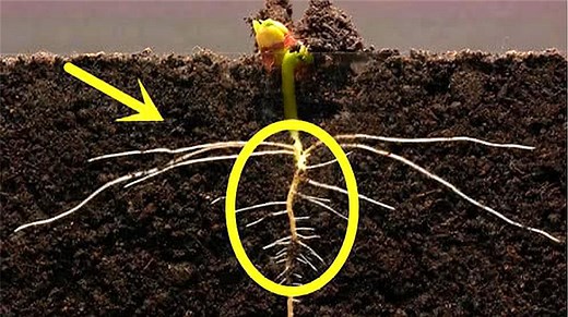 记录一粒种子从生根发芽到成长的过程