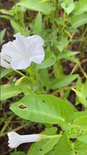 🌸 WHITE MORNING GLORY FLOWER CLOSE-UP | NATURE'S PURE BEAUTY #shortvideo