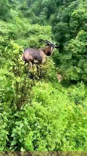 Goat Eating Leaves on a Steep Cliff—Such a Brave Little Guy!