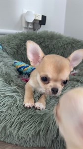 #chihuahua #chihuahuas #chihuahualove #chihuahualife #chihuahuamix #chihuahualover #chihuahuaworld #chihuahuapuppy #chihuahuagram #chihuahuadog #chihuahuafanatics #chihuahualovers #chihuahuamex #chihuahuasofig #chihuahuaism #top_chihuahua_cute #worldofchihuahuas #onlychihuahuas #puppy #dogstagram #dogoftheday #lovedogs #lovepuppies | Chihuahua Puppy