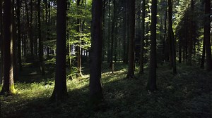 Aerial view of forest trees woodland landscape scenery