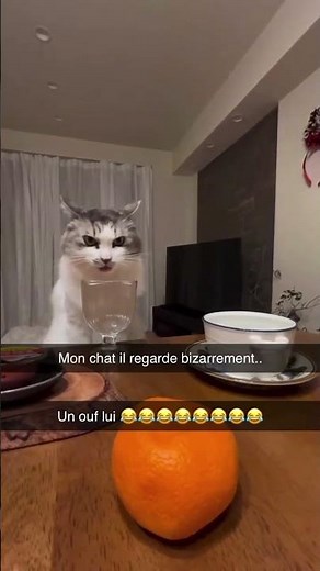 Ne le regardez pas dans les yeux ! #humour #chat