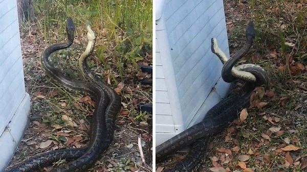 Des pythons mâles se battent pendant trois heures en Australie