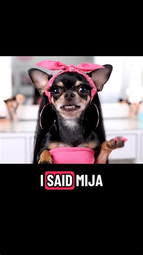 Fernanda Celestina on Instagram: "follow me on tiktok to shop my products! but these are the only extensions I wear! like FR FR, me, the creator speaking-I love them! anyway, don’t be like brenda, getting her extensions from la pulga! #fernandacelestina #chihuahuas #aiinfluencer"