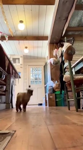 Sweet Baby Lamb That Will Melt Your Heart