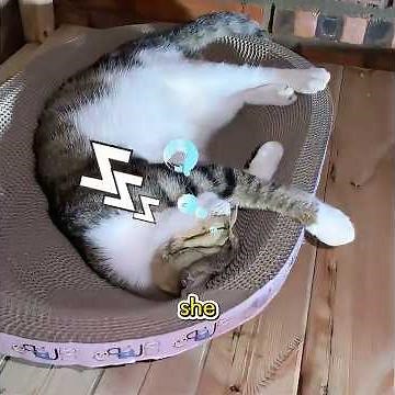She Built a Home for Stray Cats in a Cave#funny #pets #shuorts