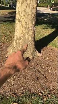 Mulch volcanoes are detrimental to a tree's health!