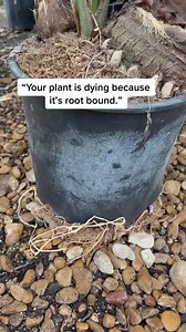 479K views · 2.6K reactions | Root bound plants #houseplants #plantpeople #planttips #plants #plantlife #gardening #plantlover | Tanner The Planter | Facebook