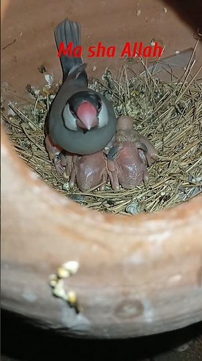 java sparrow with chicks #java #chicks #fawnjava #adilbirdsbreedingtips #parrotbreeding