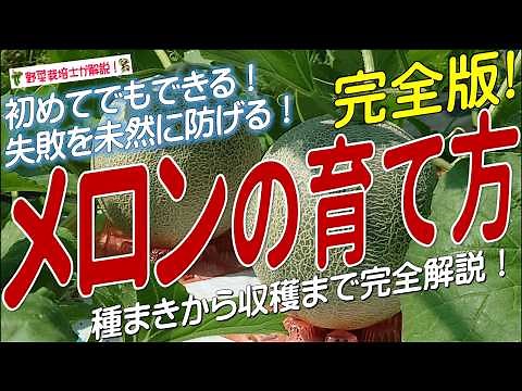 How to grow melons well (complete guide from sowing to harvesting) Learn the tips and tricks for ...