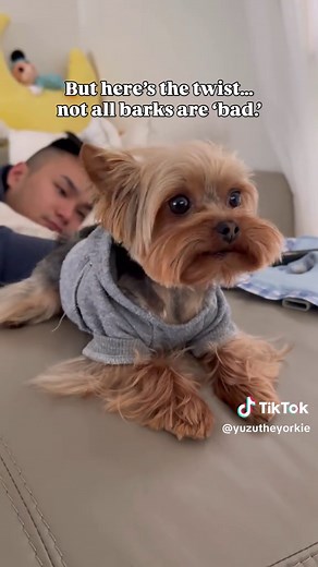 Understanding Dog Barking: What Your Yorkie Is Saying