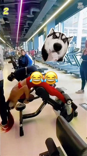 05 Funniest awesome Fails That Will Make You Cry Laughing try not to laugh challenge 😂😹
