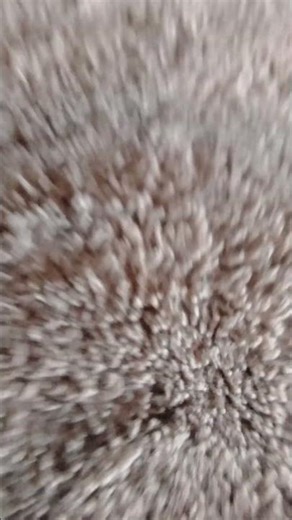 I told my hamster id made him famous...