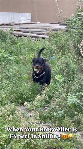 When Your Rottweiler Is Expert In Sniffing #dog #rottweiler #shorts #shortvideo #animals