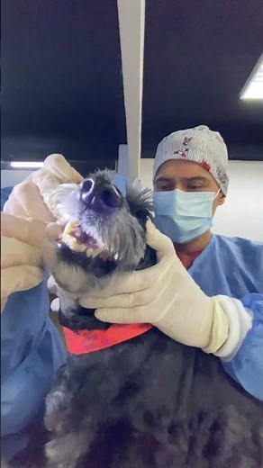 Curso de limpieza dental canina sin anestesia