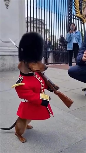 Royal guard on duty with tiny legs and serious vibes 👑🐶🇬🇧 Standing tall for the crown one bark at a time #dachshund #wienerdog #sausagedog #dachshundlove #dachshundparty