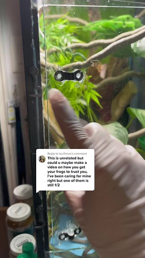 A simple frog on TikTok