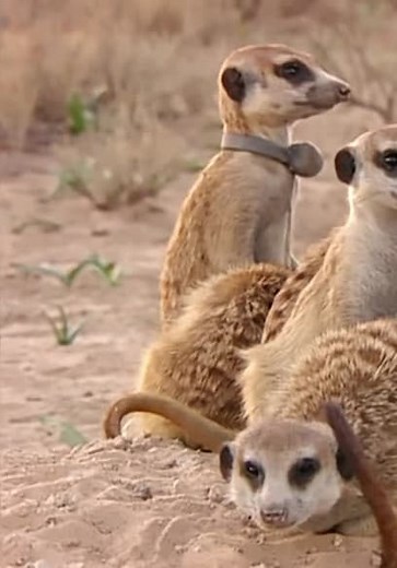 Meerkat Manor S01:E02 - Love Thy Neighbour