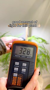 Your plants want more light ⬇️ This grow light is a very aesthetically pleasing way to start — plus it’s under $10! 🤯 Comment ‘SLEEK’ and my dm automation will send the link to your inbox. You can also find it in my bio in my Amazon storefront under ‘grow lights & accessories,’ — I have a lot more of my favorites linked there! This plumosa fern will be so happy with this light! It’s not as intense as some others I use so it’s best for plants that need just a little extra boost! Follow for more 