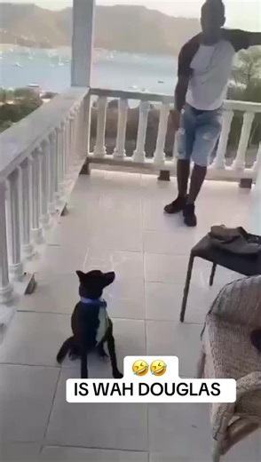 Is Wah Doggyy🤣🤣🤣🤣 #fyppppppppppppppppppppppp #jamaicantiktok🇯🇲viral #vincytiktokers🇻🇨🇻🇨 #laugh #foryoupage❤️❤️