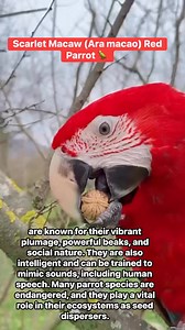 Scarlet Macaws are known for their vibrant plumage, powerful beaks, and social nature. They are also intelligent and can be trained to mimic sounds, including human speech. Many parrot species are endangered, and they play a vital role in their ecosystems as seed dispersers. #parrot #viralpost2025シ #lovebirds #photography #viralreelsシ #amazonriver #amazonforest #wildlife #birdphotography | Anarick Dalziell