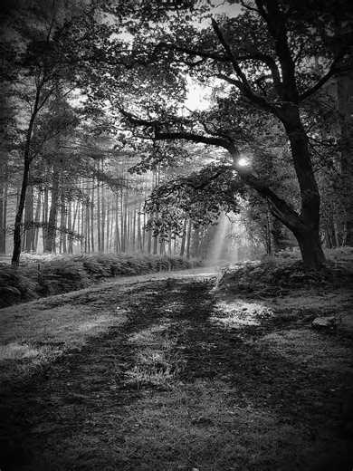 shizodream (drop this Friday) #dipiens #darkvibe #nightcore #dreamcore