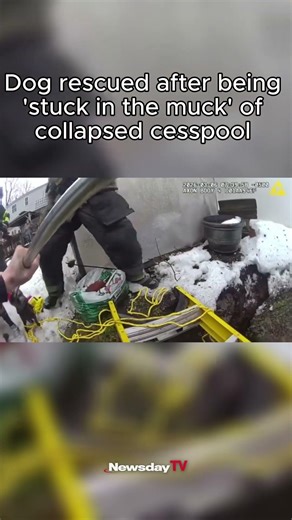 Dog rescued after being 'stuck in the muck' of collapsed cesspool