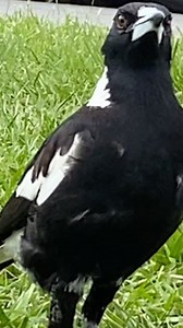 1.2K views · 68 reactions | So my Magpie mates are parents and their chick is growing up fast! It’s generally a happy and healthy chick? But unfortunately it’s got a bit of cord or something wrapped around it’s ankle that looks like it could be causing pain/discomfort and possibly restricting movement. I tried to lure it in so I could catch it and remove the obstruction but had no luck  | Wildman Adventures | Facebook