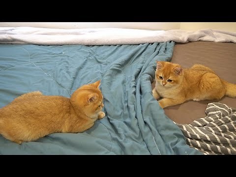 Three kittens playing together