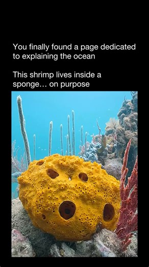 Explaining The Ocean on Instagram: "Snapping shrimp and sea sponges share one of the ocean’s strangest partnerships. Snapping shrimp often live deep inside sea sponges, using them as shelter from predators. The sponge provides a maze of tunnels that keeps the shrimp hidden, while still allowing water — and food — to flow through. In return, the shrimp help keep the sponge clean by removing debris and parasites. Despite being only a few centimeters long, snapping shrimp are famous for their power