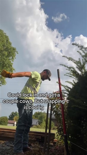 Exploring the Fun of Snapping Cows in Farming