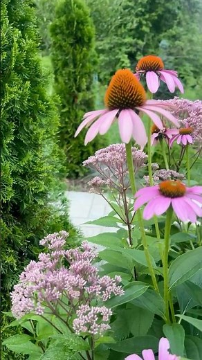Companion Plants: Coneflower & Baby Joe